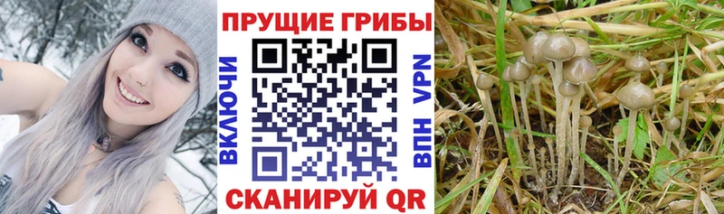 OMG   Циолковский  Псилоцибиновые грибы GOLDEN TEACHER 